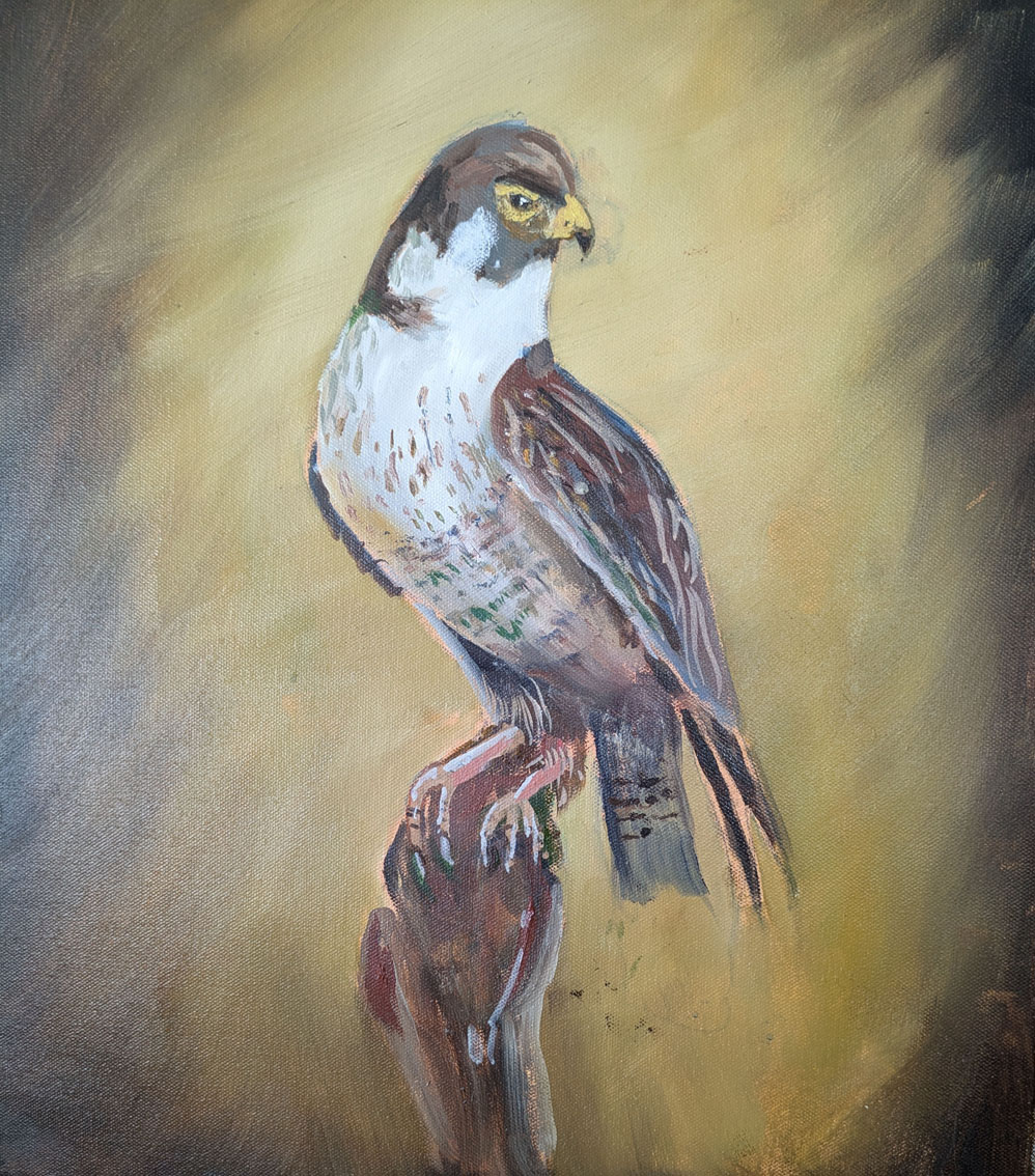 hawk
